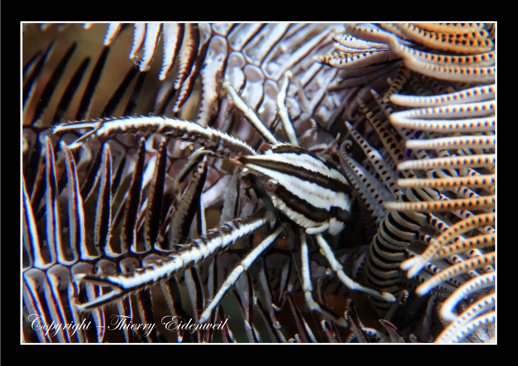 Anilao Macro Dive Media Highlight